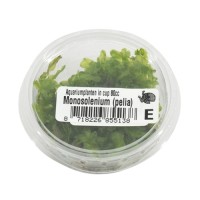 Monosolenium Pelia Mos