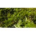 Riccardia Chamedryfolia 'Koraal Mos'