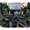 Bucephalandra  'Biblis rood'