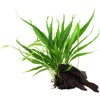 Microsorum Javavaren op driftwood M