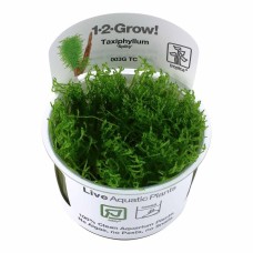 Spikey Mos Taxiphyllum 1-2 Grow