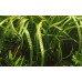 Cryptocoryne Crispatula 1-2 Grow