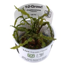 Cryptocoryne Crispatula 1-2 Grow