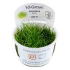 Eleocharis Pusilla Mini 1-2 Grow