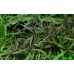Hygrophila Lancea Araguaia 1-2 Grow