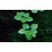 Limnobium Laevigatum 1-2 Grow