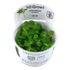 Limnobium Laevigatum 1-2 Grow