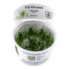 Littorella Uniflora 1-2 Grow