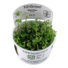 Marsilea Hirsuta 1-2 Grow