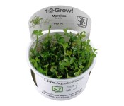 Marsilea Hirsuta 1-2 Grow