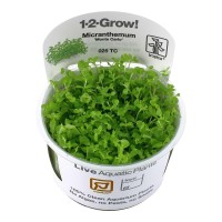 Micranthemum Monte Carlo 1-2 Grow