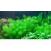 Myriophyllum Guyana 1-2 Grow