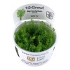 Myriophyllum Guyana 1-2 Grow