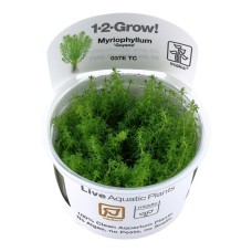 Myriophyllum Guyana 1-2 Grow