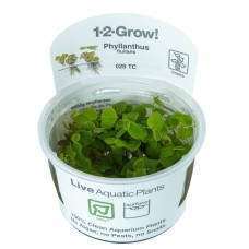 Phyllanthus Fluitans 1-2 Grow