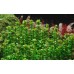 Rotala Indica Bonsai 1-2 Grow