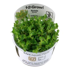 Rotala Indica Bonsai 1-2 Grow