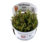 Rotala Wallichii 1-2 Grow