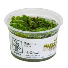 Salvinia Minima Auriculata 1-2 Grow