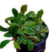 Bucephalandra 'Lamandau' - In pot